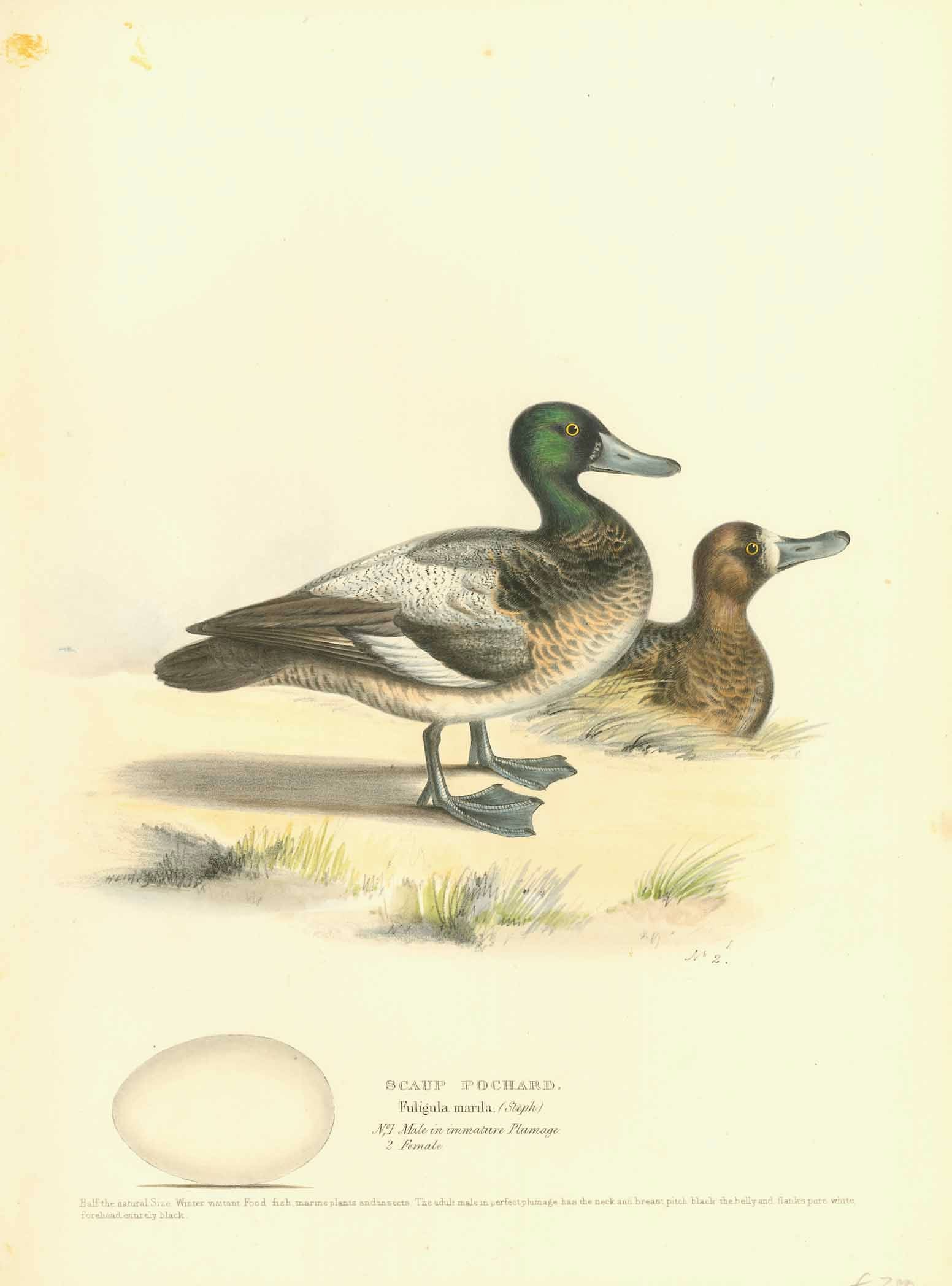 we-are-the-best-place-to-shop-waterbirds-ducks-birds-scaup-pochard-fuligula-marila-for-discount_0.jpg