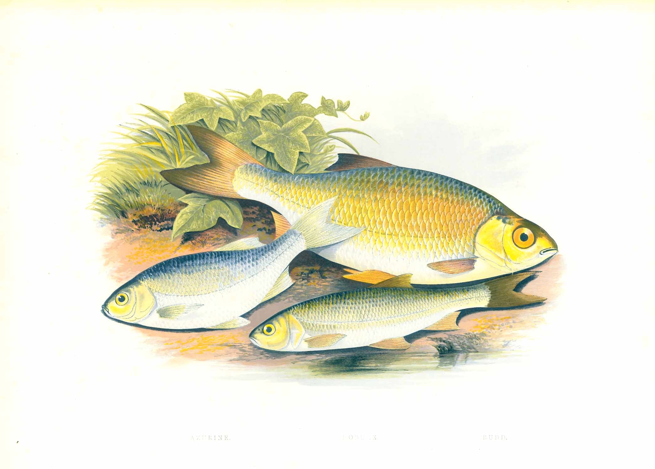 get-the-newest-fish-azurine-azurin-azzurrino-rudd-rotfeder-for-discount_0.jpg