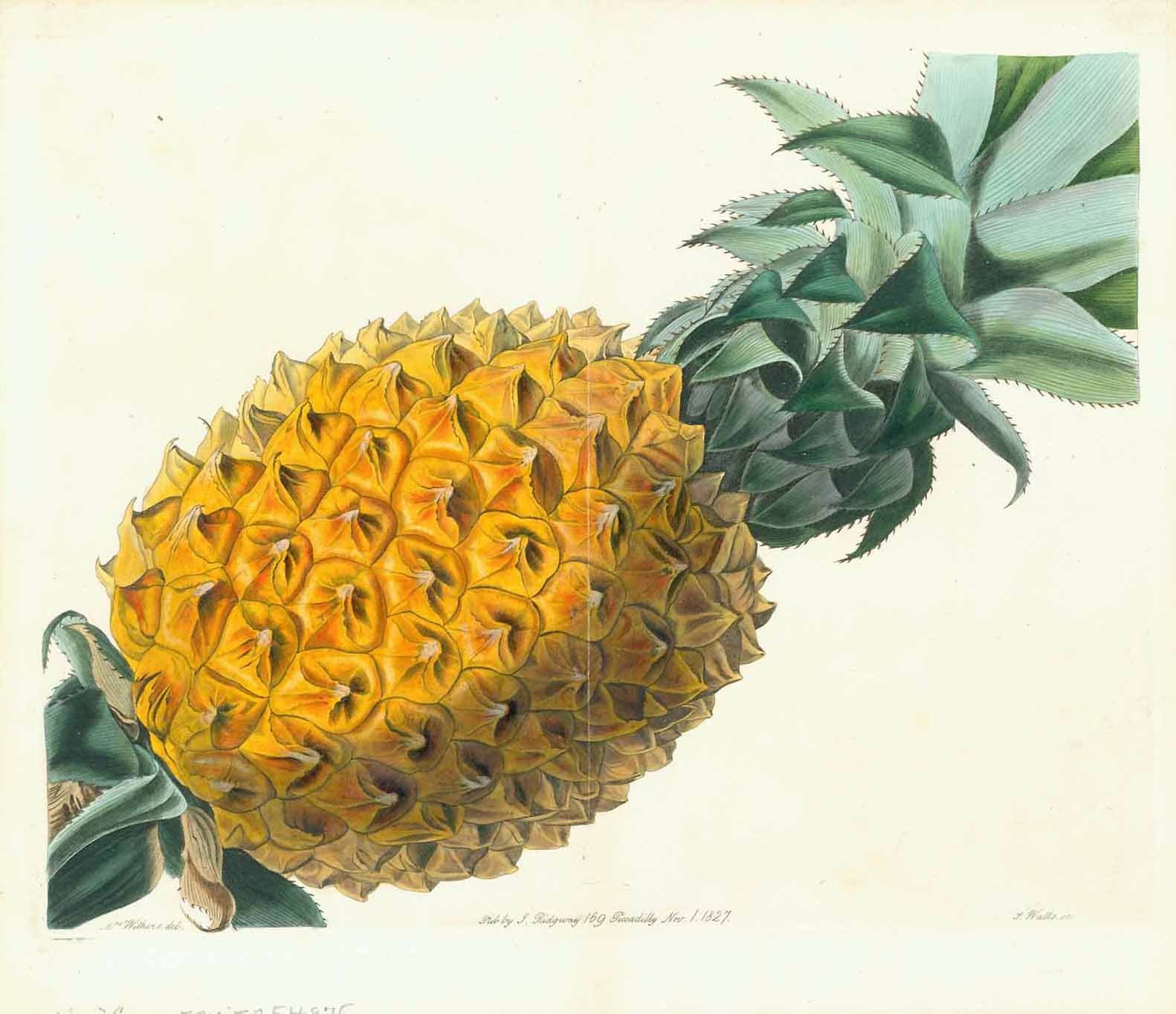 the-official-site-of-official-fruits-pineapple-ananas-online-now_0.jpg