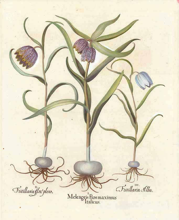 we-make-shopping-for-botanicals-hortus-eystettensis-bazillus-besler-cheap_0.jpg