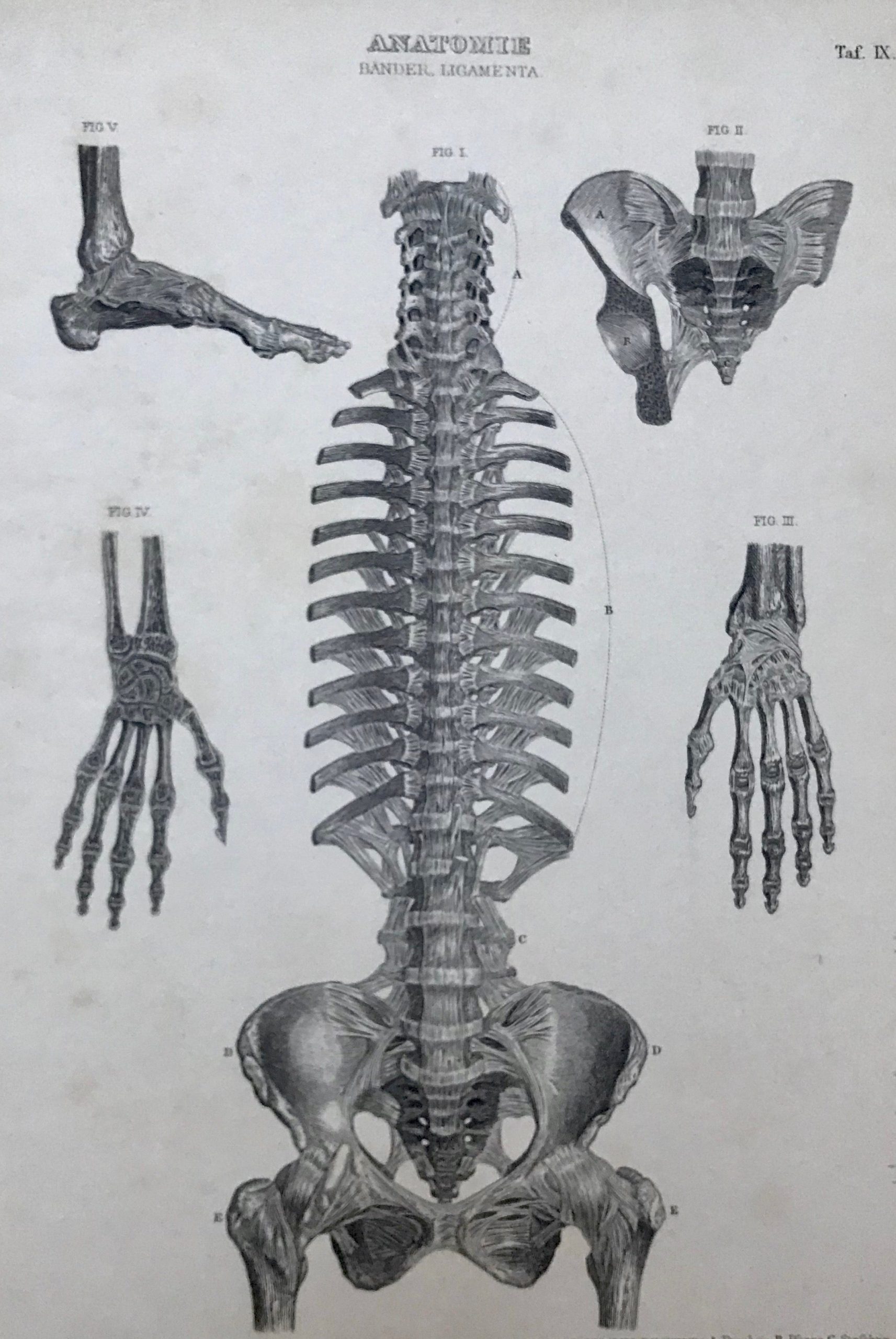 a-great-place-to-buy-medicine-anatomy-skeleton-hips-spinal-column-foot-and-hands-cheap_0.jpg