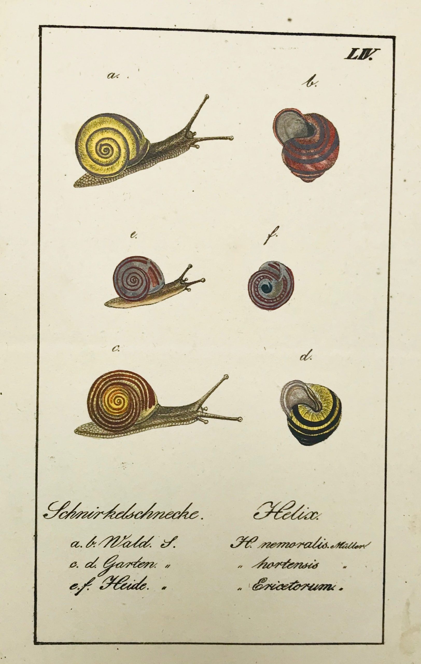 buy-all-your-favorite-snails-schnirkelschnecke-helix-supply_0.jpg