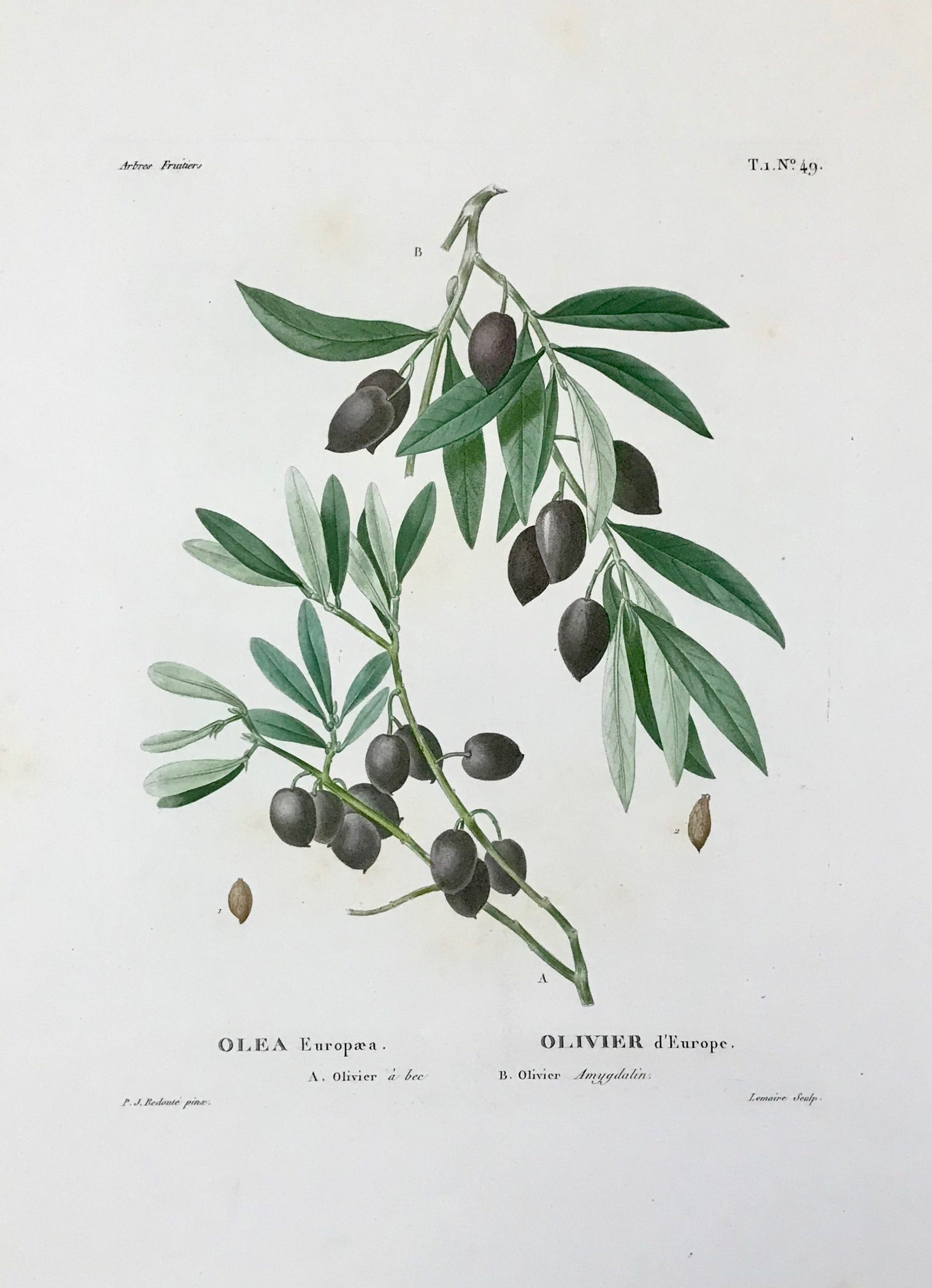 we-offer-the-lowest-prices-on-botanicals-olives-olea-europaea-redoute-discount_0.jpg