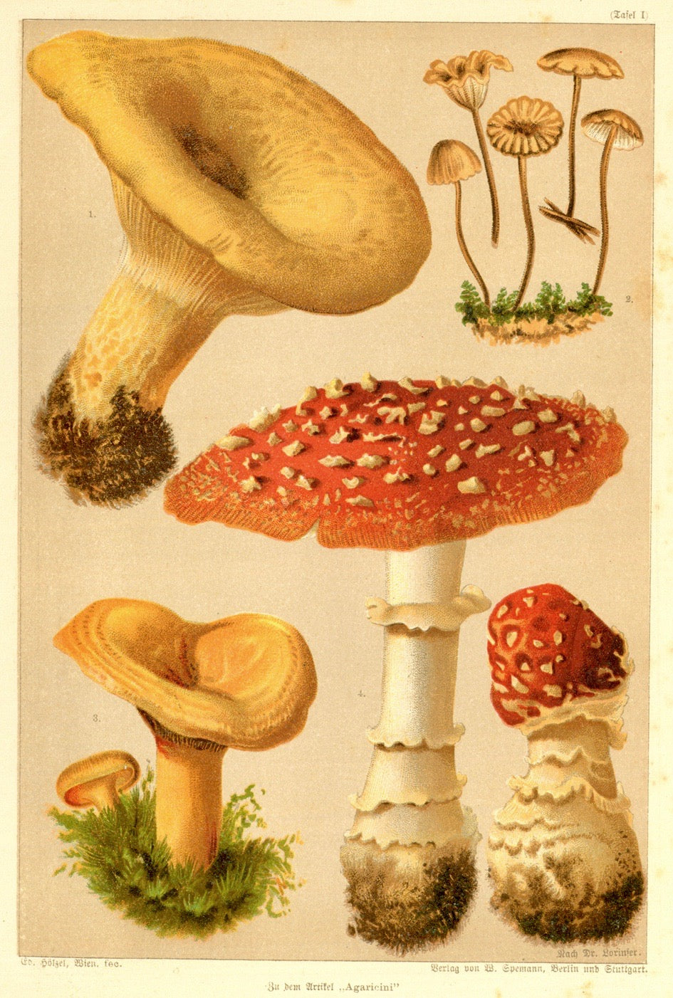 buying-botanicals-mushrooms-lactarius-scrobiculatus-marasmius-scorodonius-lacatrius-deliciosus-agaricus-muscarius-for-cheap_0.jpg