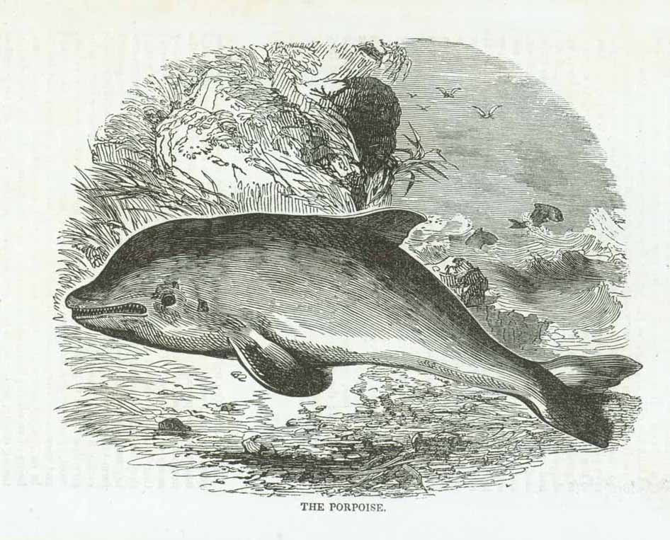 the-best-price-of-animals-marine-life-dolphin-porpoise-online-sale_0.jpg