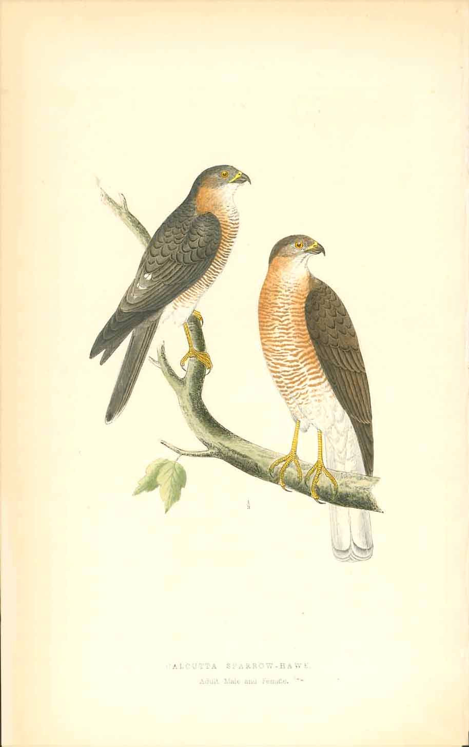 were-the-best-way-to-shop-for-birds-birds-of-prey-calcutta-sparrow-hawk-hot-on-sale_0.jpg