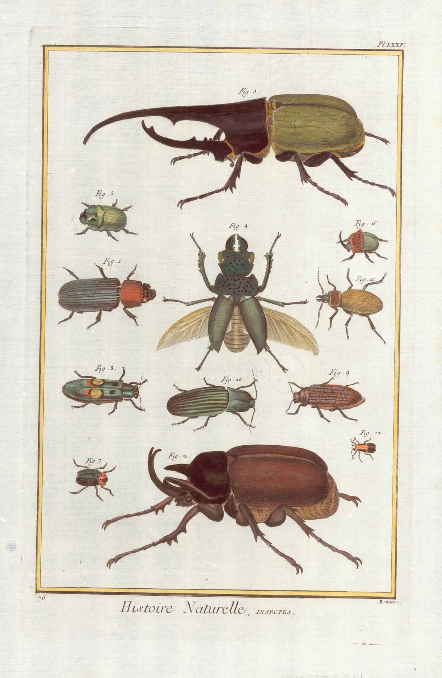 shop-insects-beetles-histoire-naturelle-hot-on-sale_0.jpg