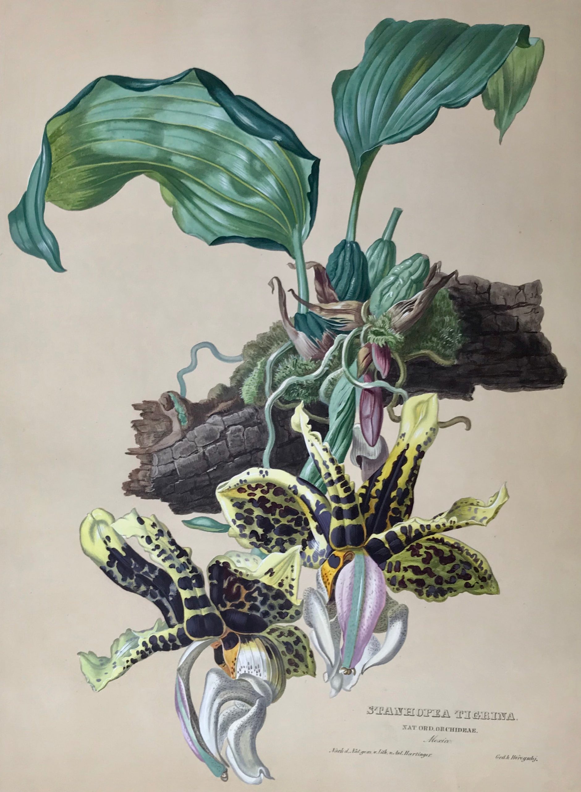 get-your-dream-of-botanichals-orchids-stanhopea-tigrina-hartinger-sale_0.jpg