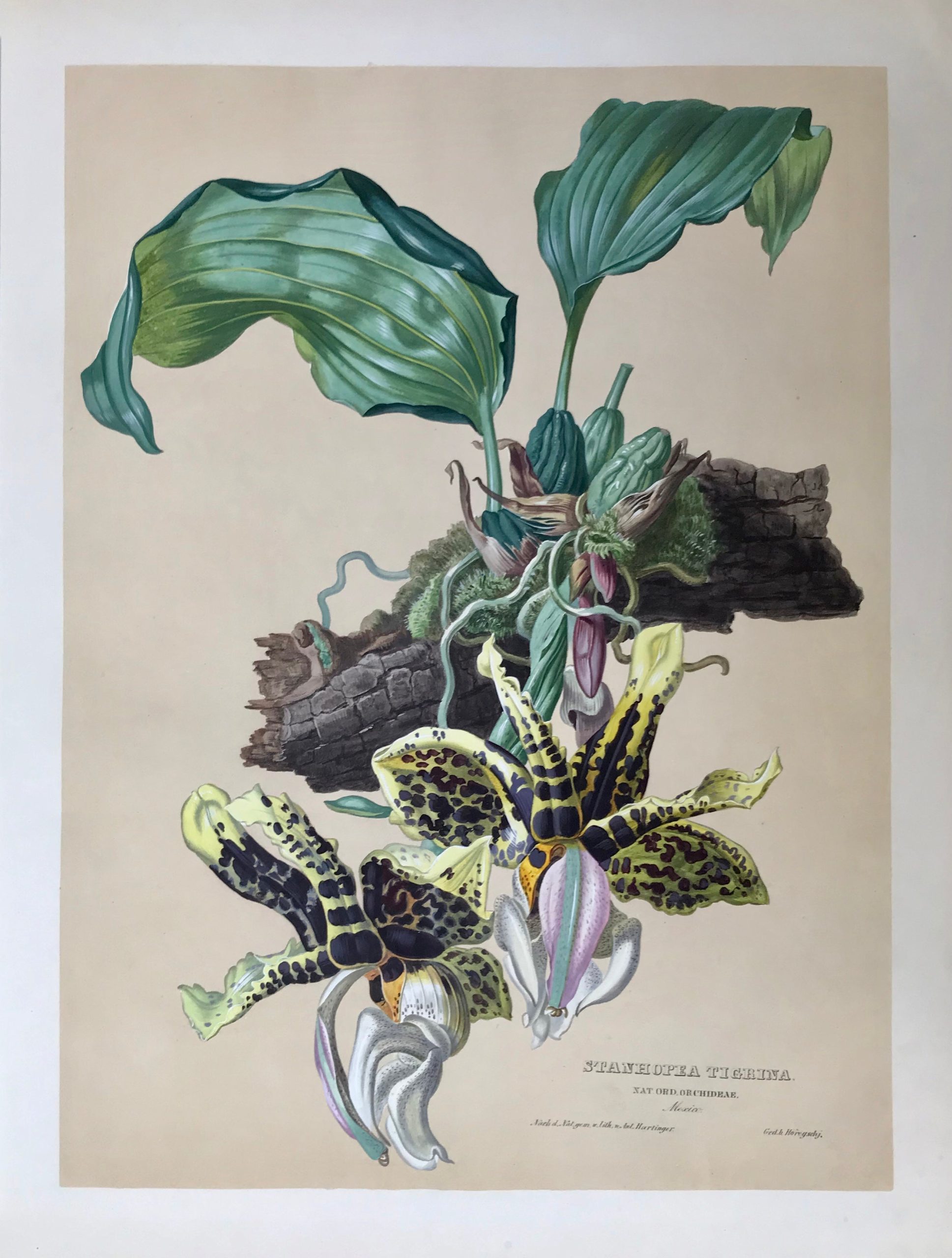 get-your-dream-of-botanichals-orchids-stanhopea-tigrina-hartinger-sale_1.jpg