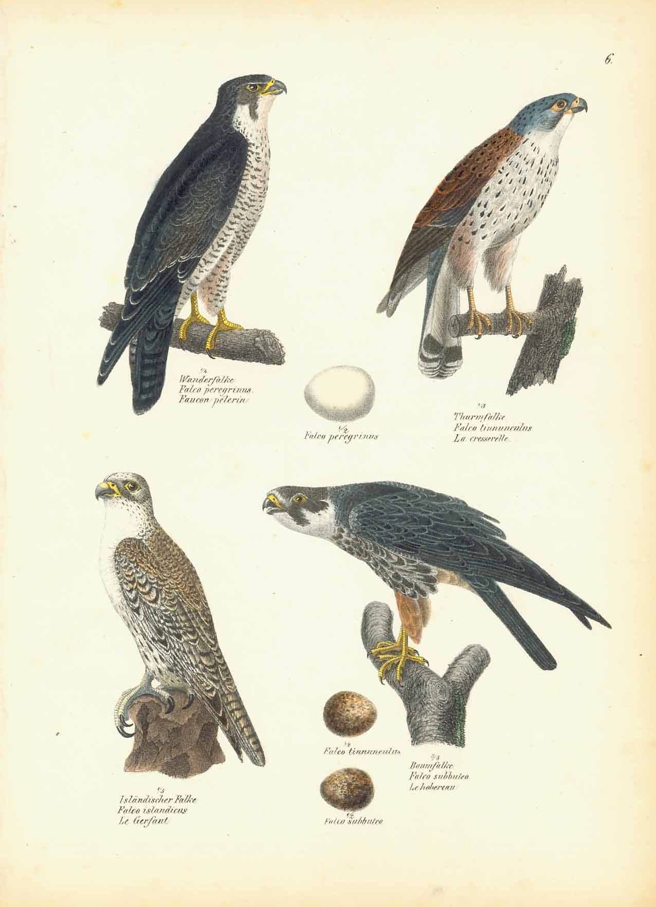 buy-all-your-favorite-animals-birds-falcon-for-sale_0.jpg