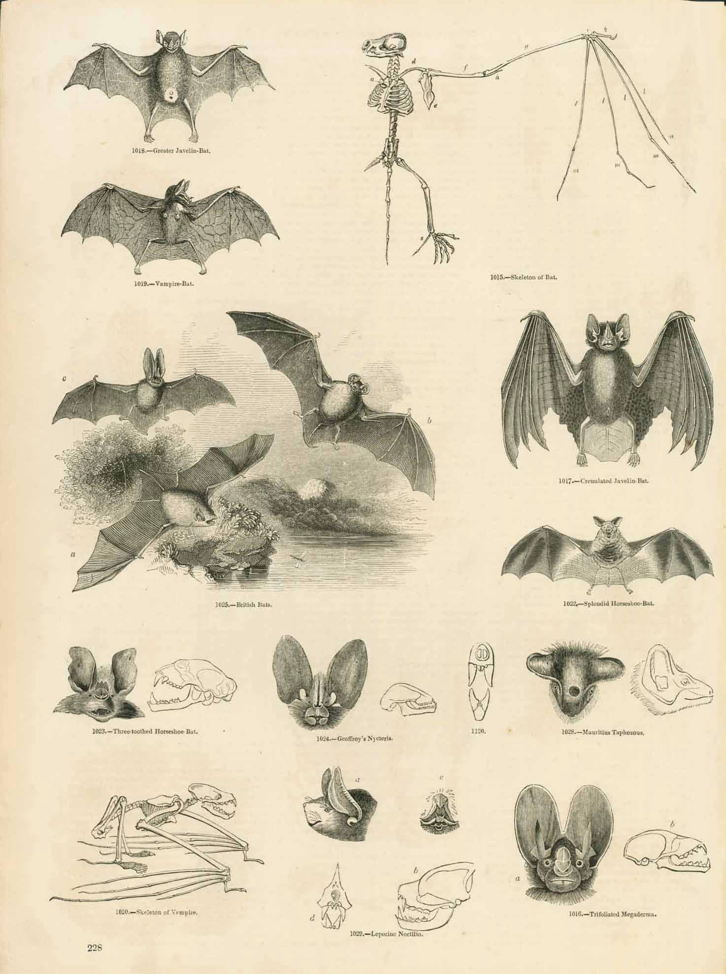 we-offer-the-lowest-prices-on-animals-bats-anatomy-of-bats-discount_0.jpg