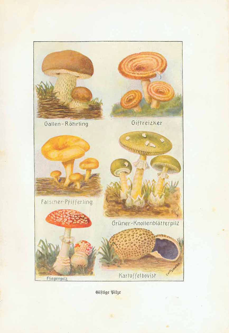 get-your-wholesale-botanicals-mushrooms-poisonous-mushrooms-bitter-bolete-poisonous-lactarius-chanterelle-online-now_0.jpg