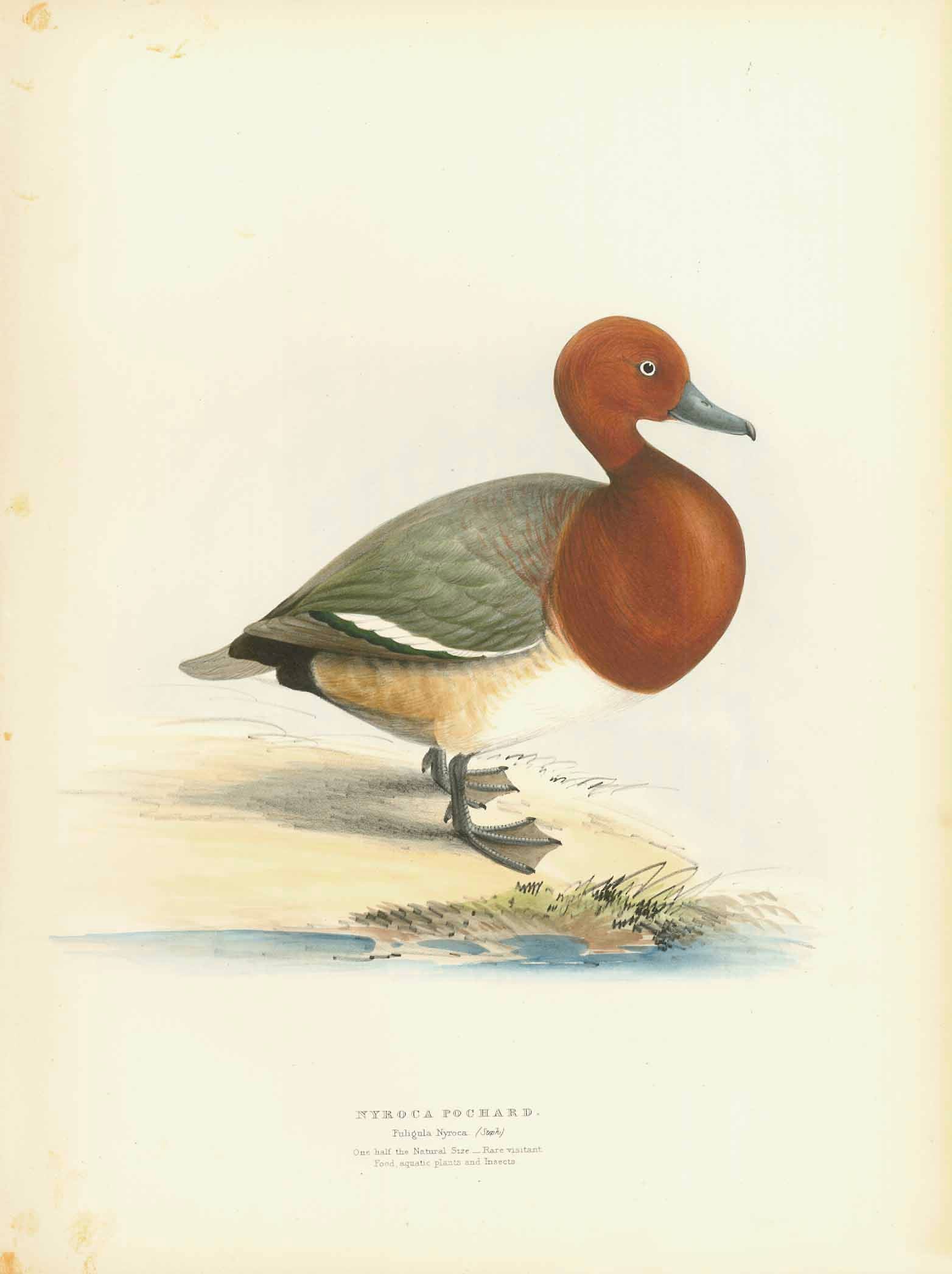 get-your-favorite-animals-birds-ducks-nyroca-pochard-fuligula-nyroca-steph-online_0.jpg